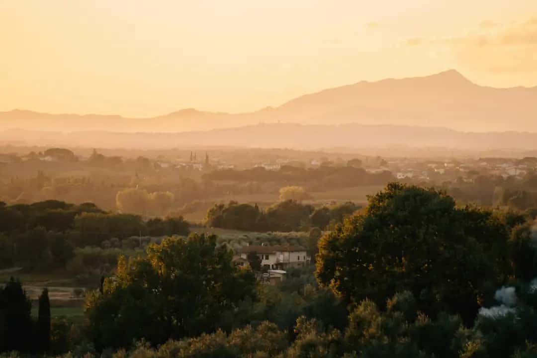 Olijfbomen bij zonsondergang in het Heilige Land - bijbelse personen en hun verhaal