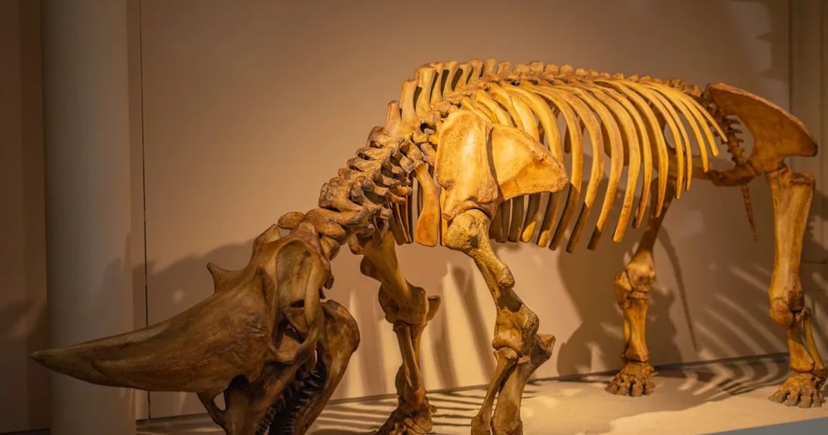 Wat zegt de Bijbel over dinosaurussen?